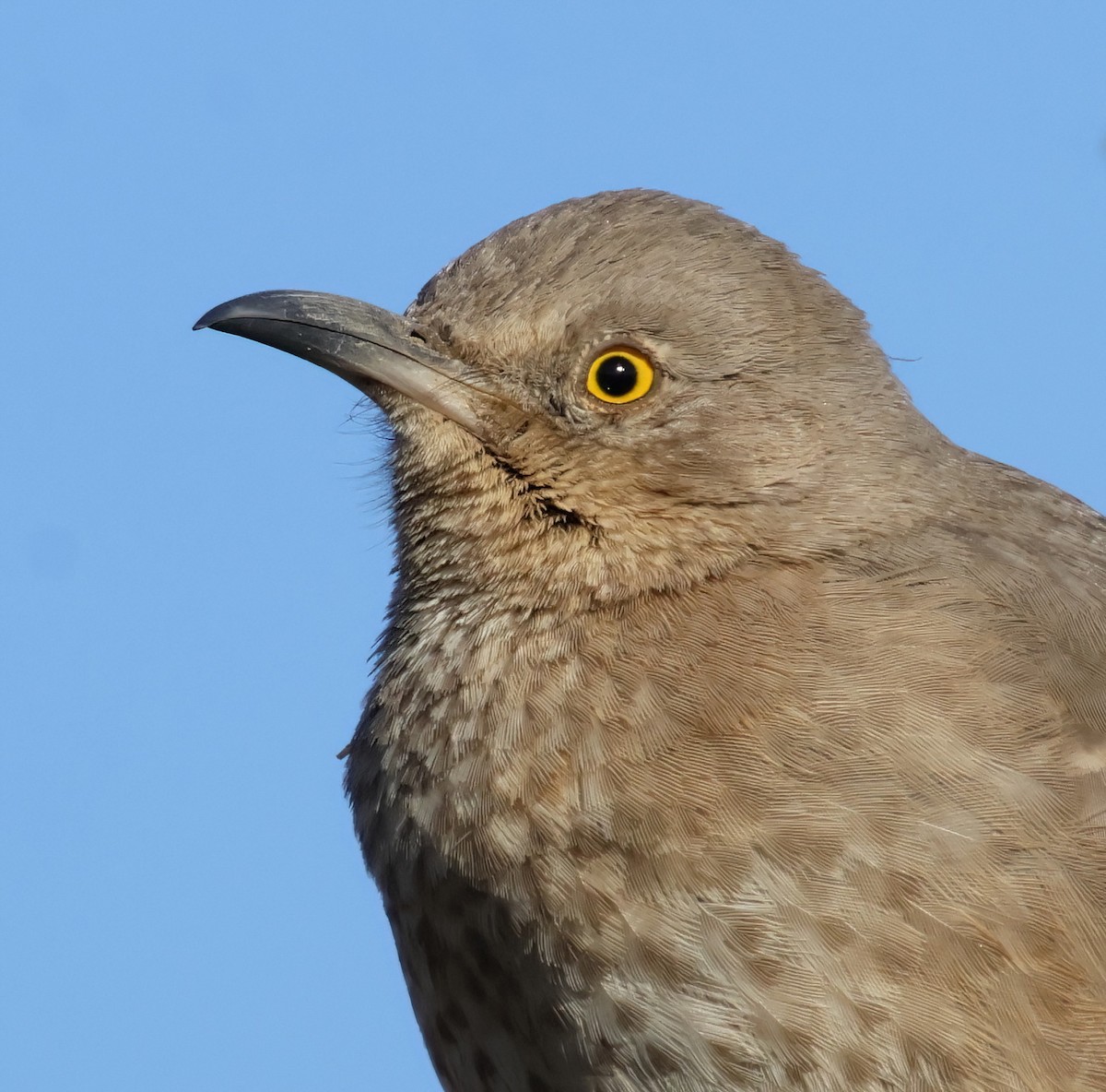 Bendire's Thrasher - ML627297690