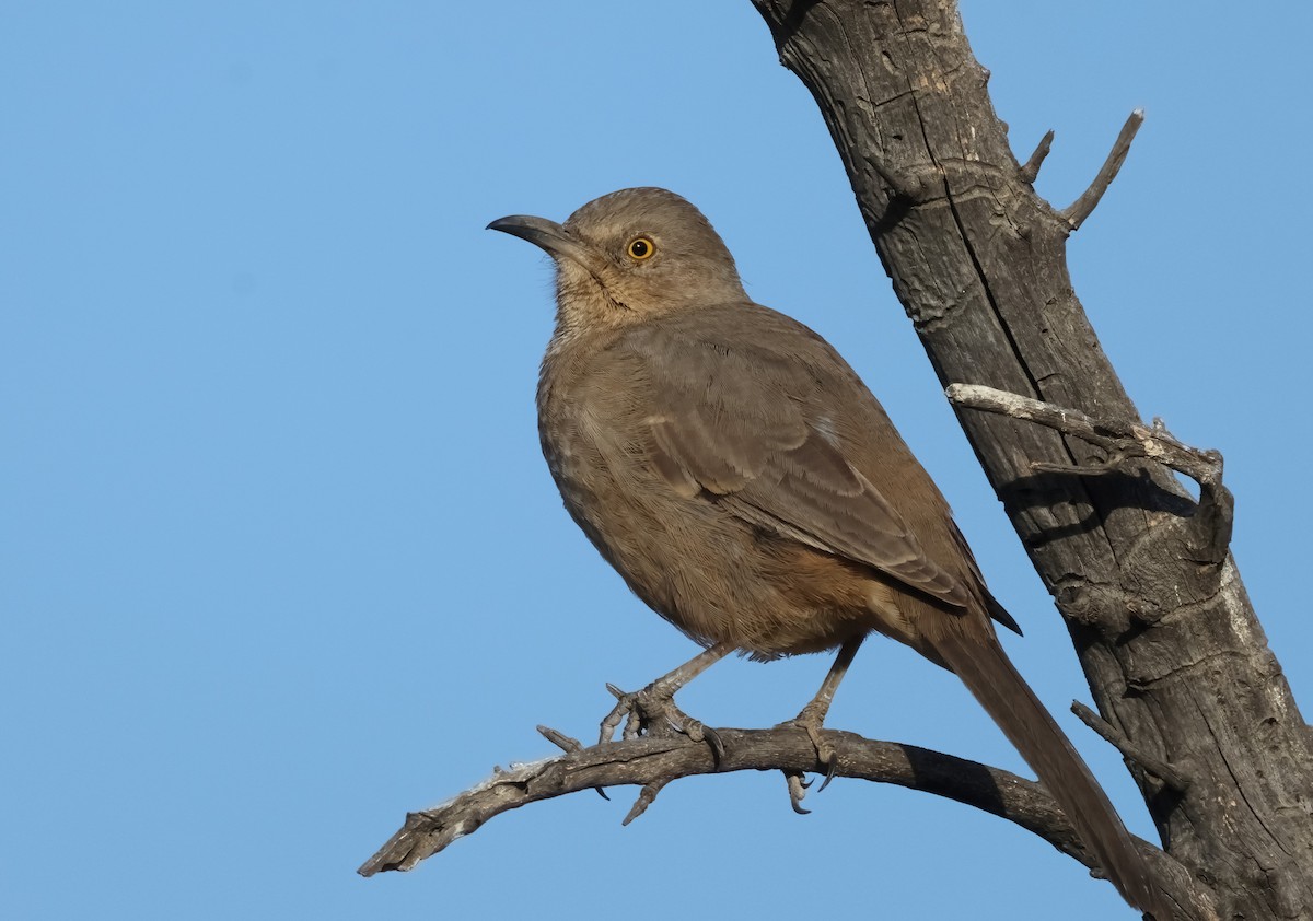 Bendire's Thrasher - ML627297691