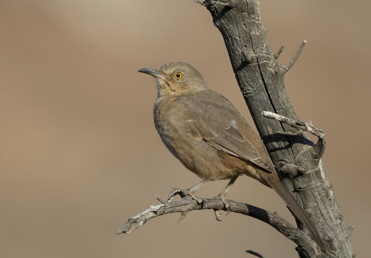 Bendire's Thrasher - ML627297692