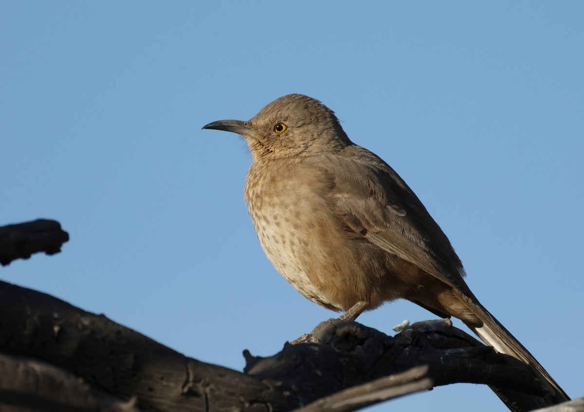 Bendire's Thrasher - ML627297693