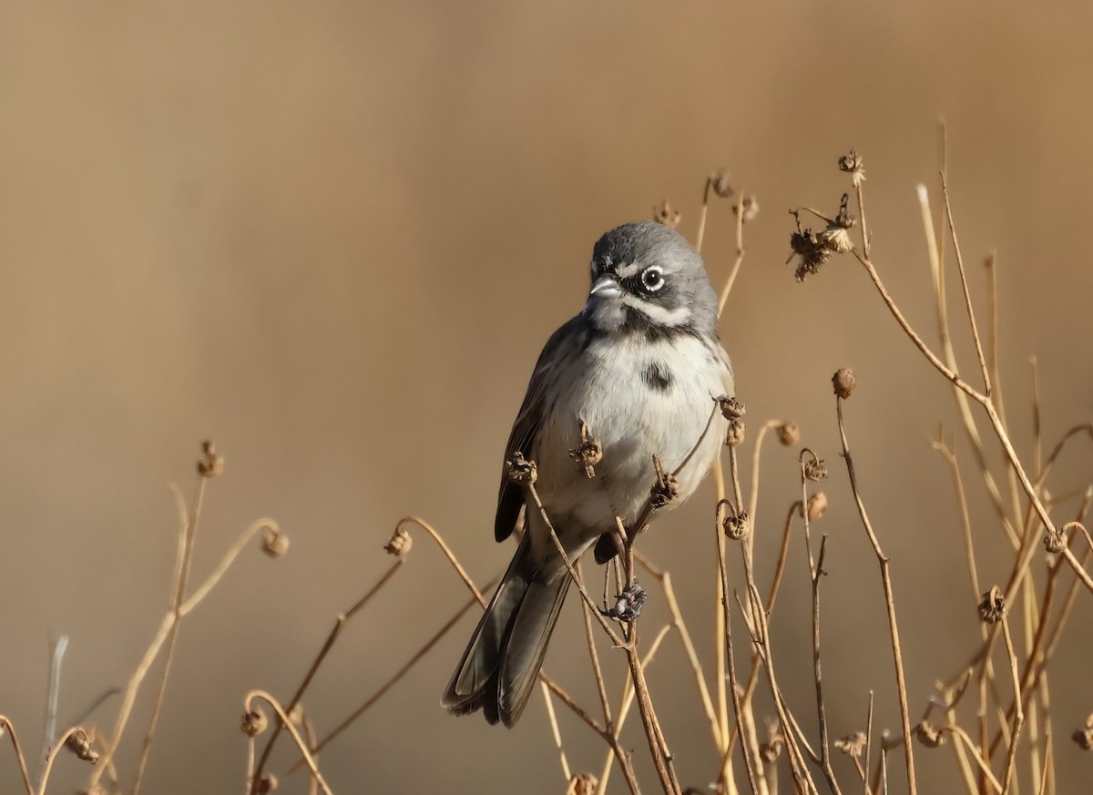 Bell's Sparrow - ML627297726