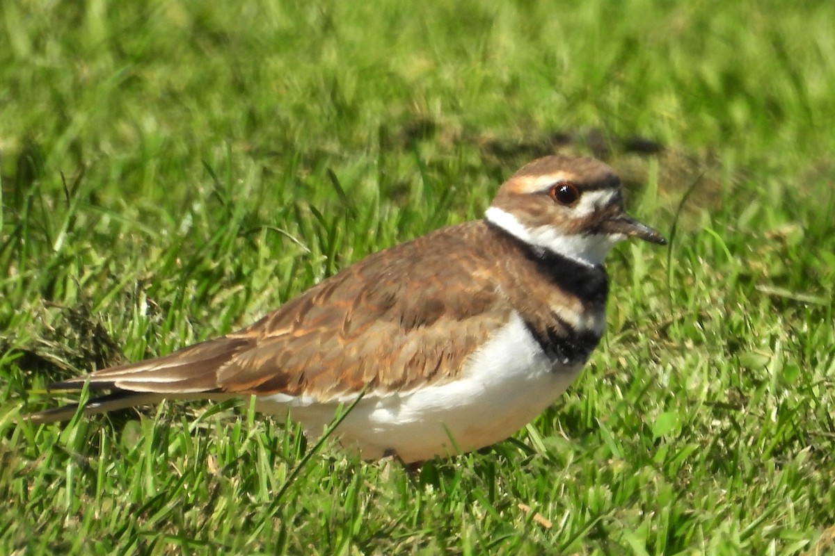 Killdeer - ML627297765