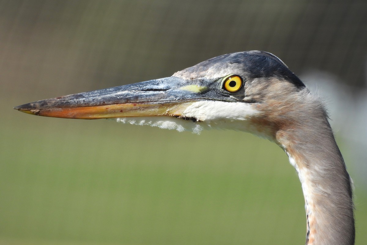 Great Blue Heron - ML627297776