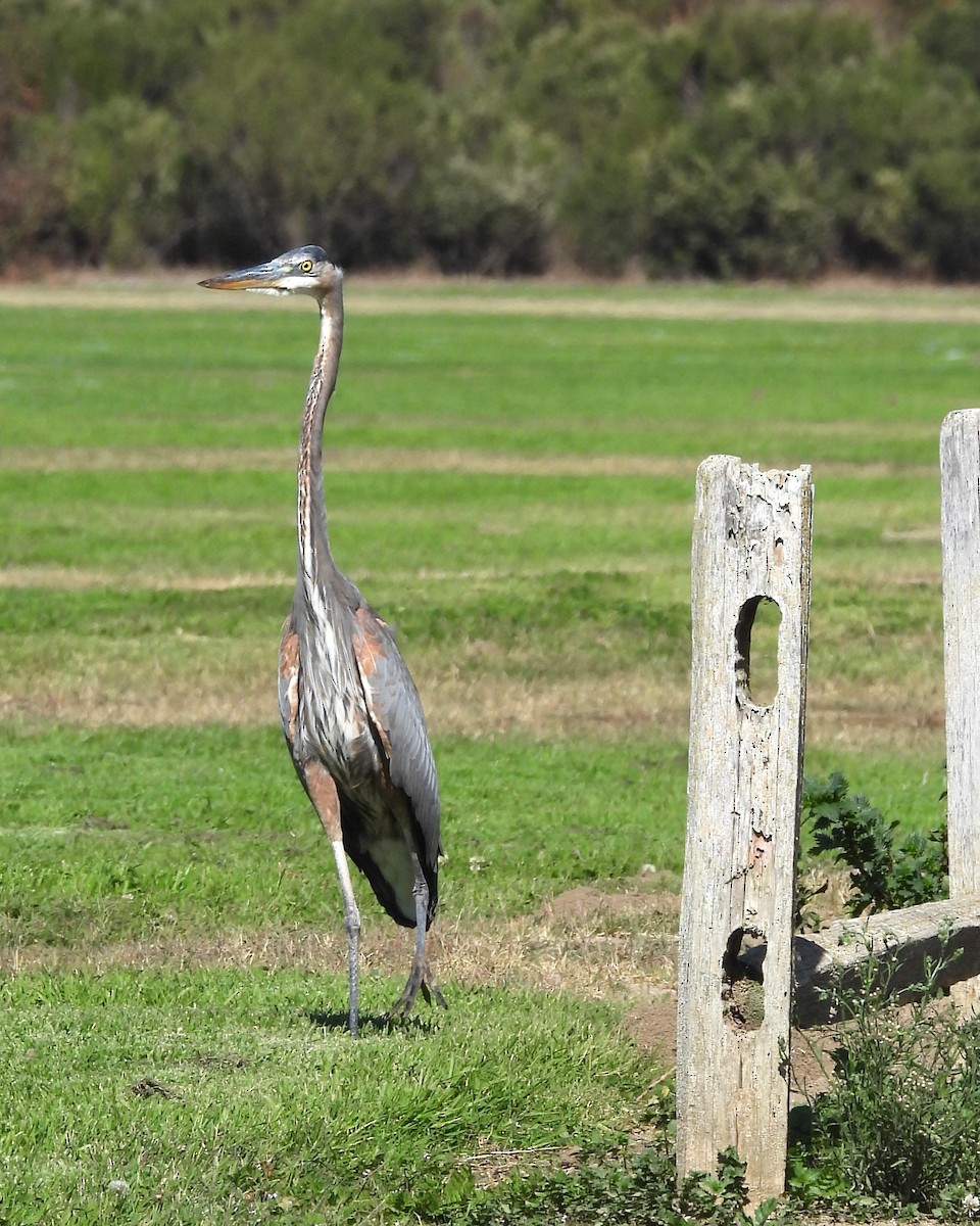 Great Blue Heron - ML627297777