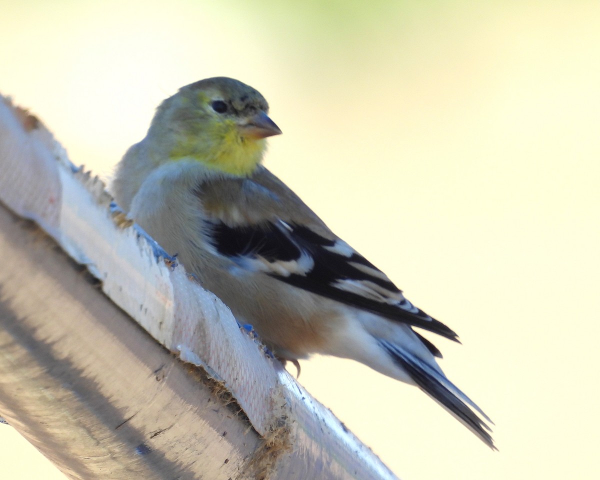 American Goldfinch - ML627297791