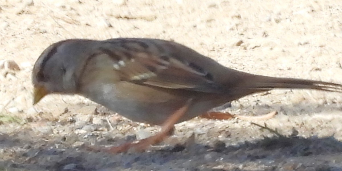 White-crowned Sparrow - ML627297796