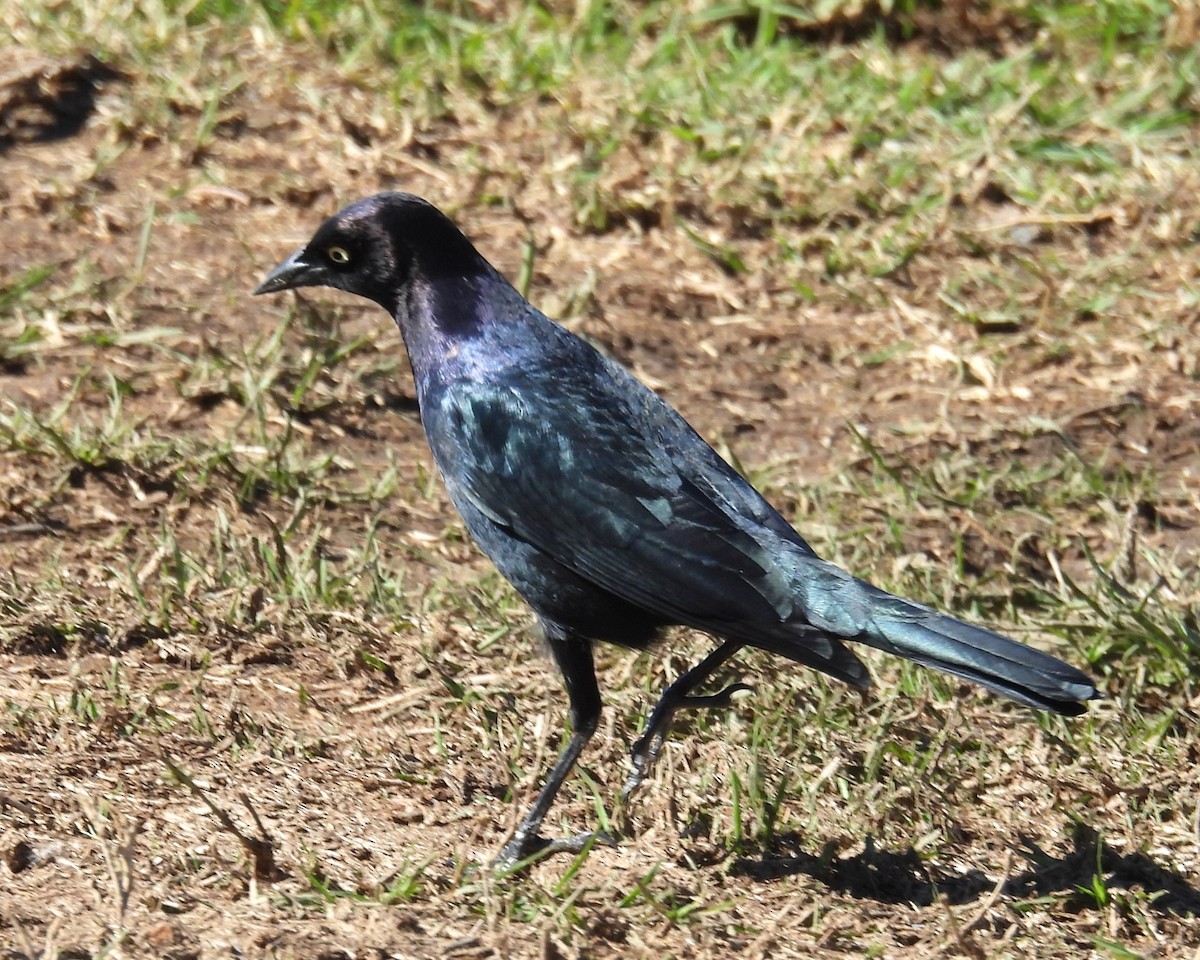 Brewer's Blackbird - ML627297804
