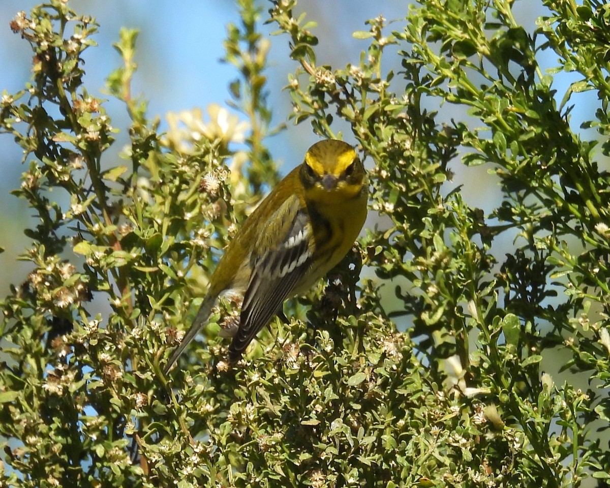 Townsend's Warbler - ML627297818