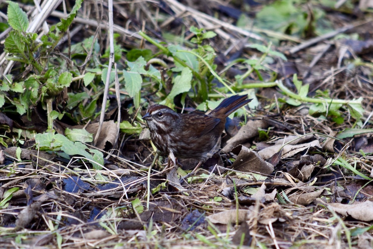 Song Sparrow - ML627297920