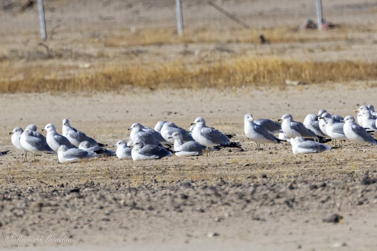 Ring-billed Gull - ML627297956