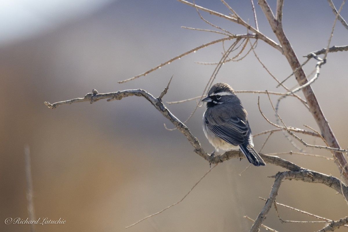 Black-throated Sparrow - ML627297967