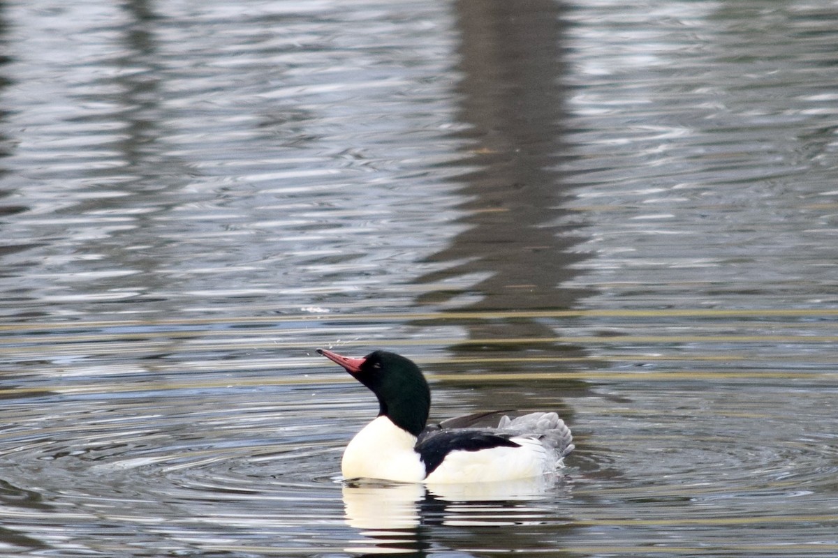 Common Merganser - ML627298028