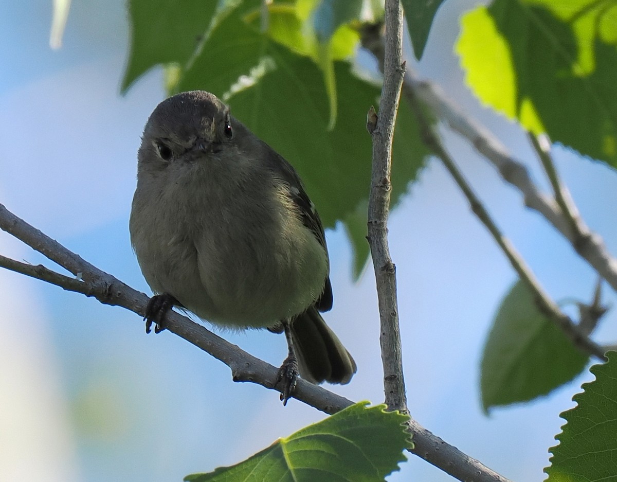 Hutton's Vireo - ML627298291