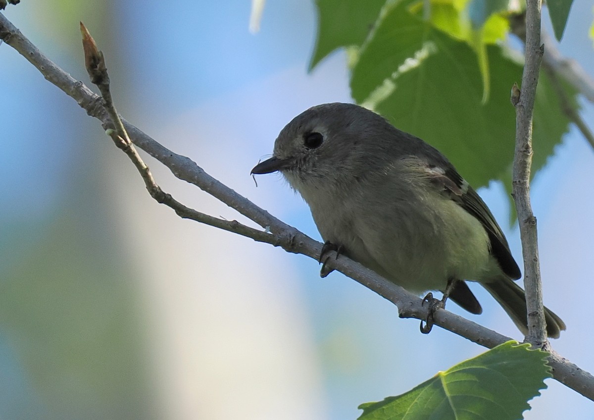 Hutton's Vireo - ML627298292