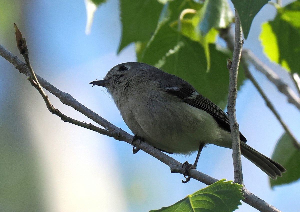 Hutton's Vireo - ML627298293