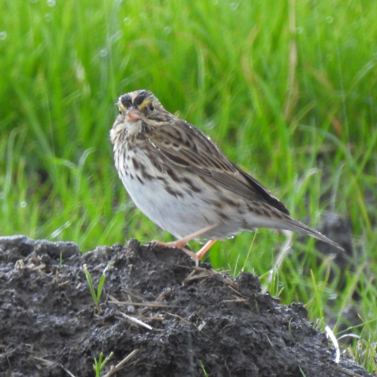 Savannah Sparrow - ML627298302