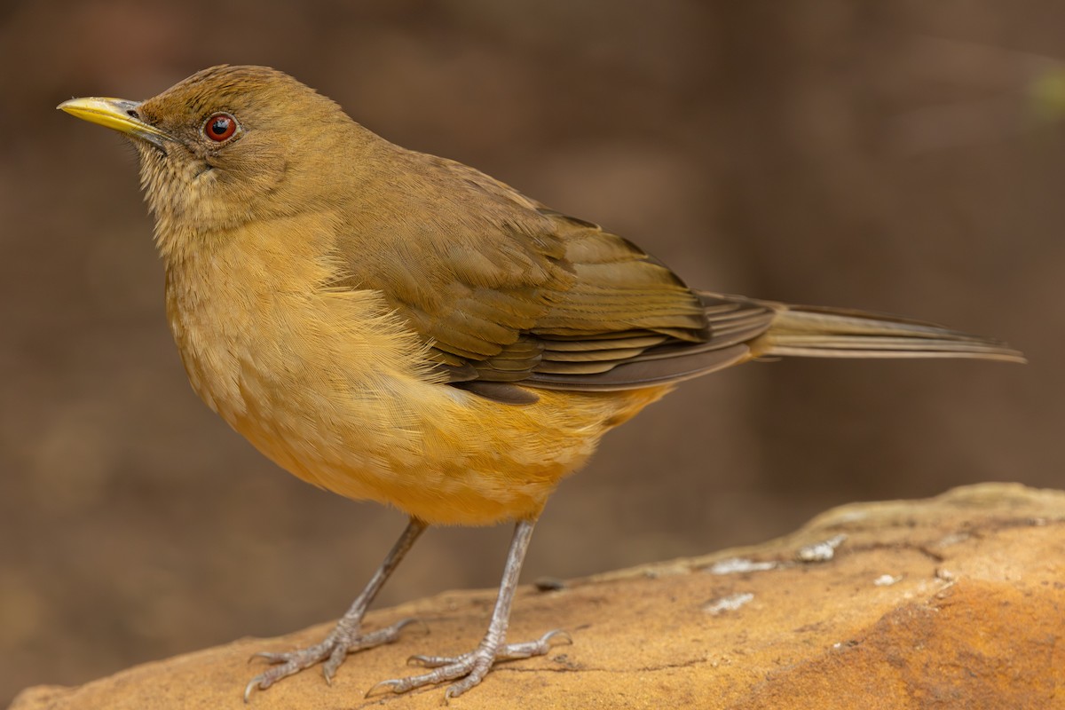 Clay-colored Thrush - ML627298314