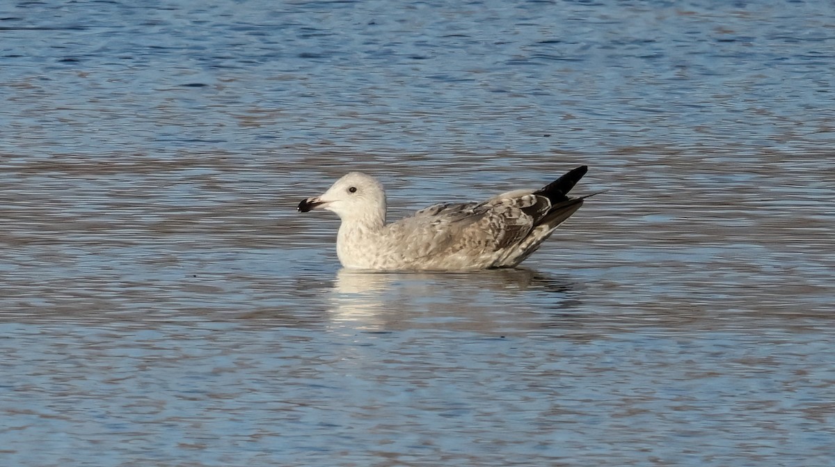 Larus sp. - ML627298430