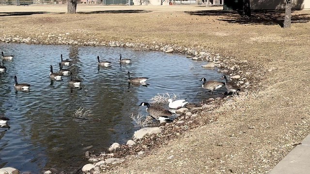 Ross's Goose - ML627298620