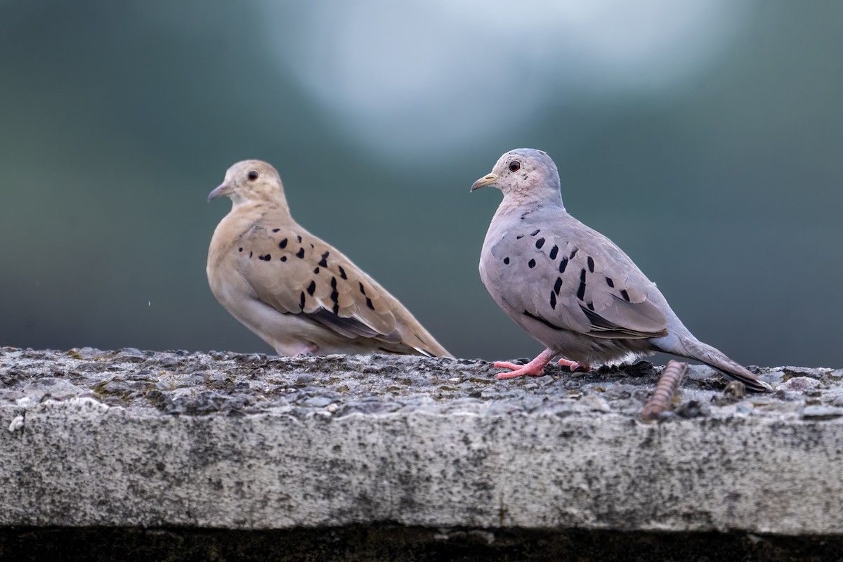 Ecuadorian Ground Dove - ML627298808