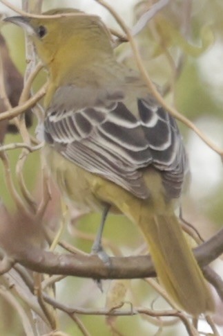 Hooded Oriole - ML627298831