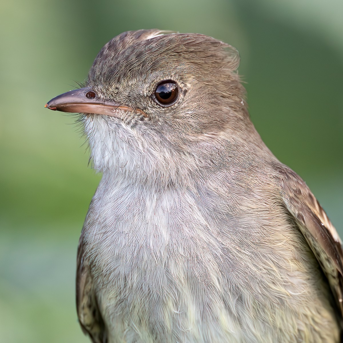 Caribbean Elaenia - ML627298853