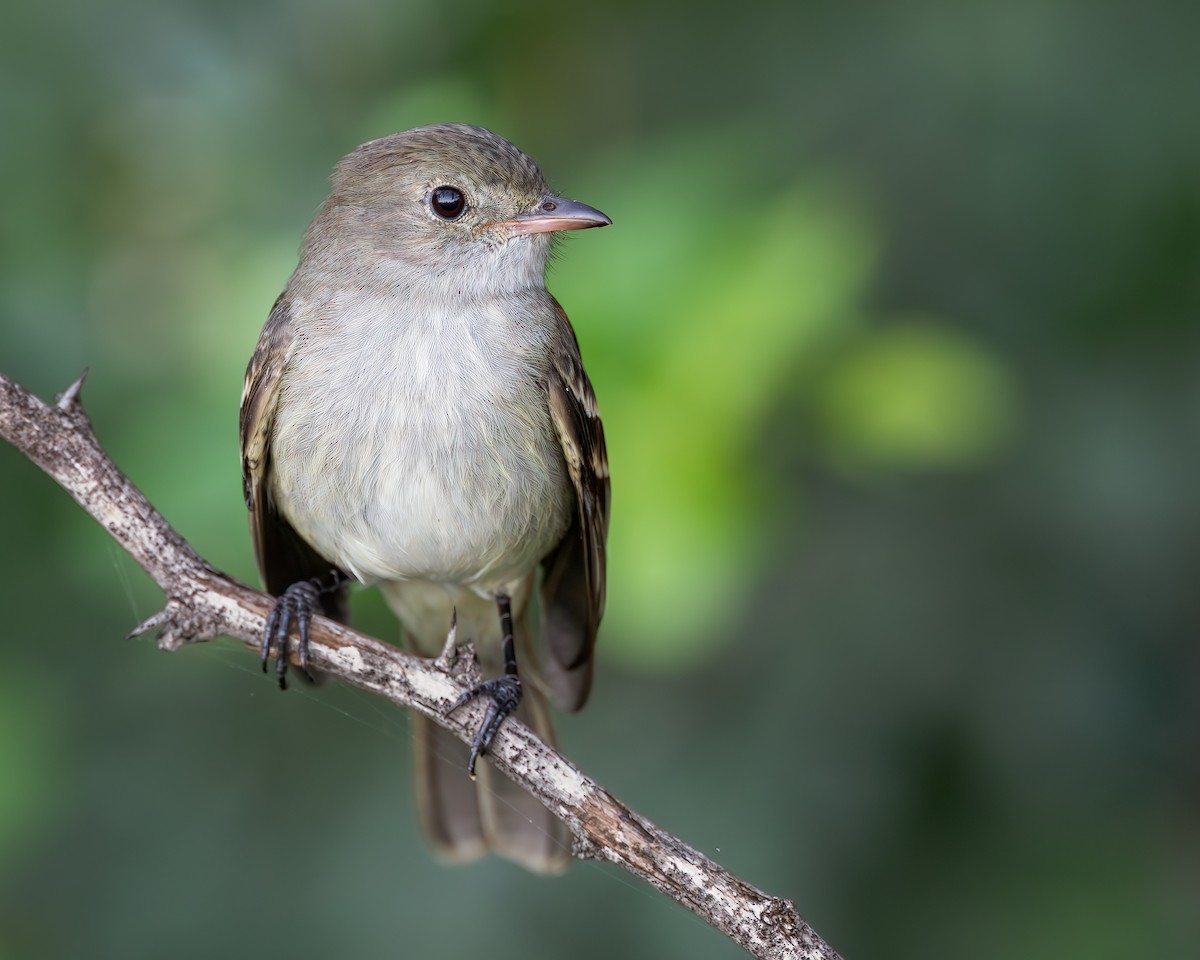 Caribbean Elaenia - ML627298854
