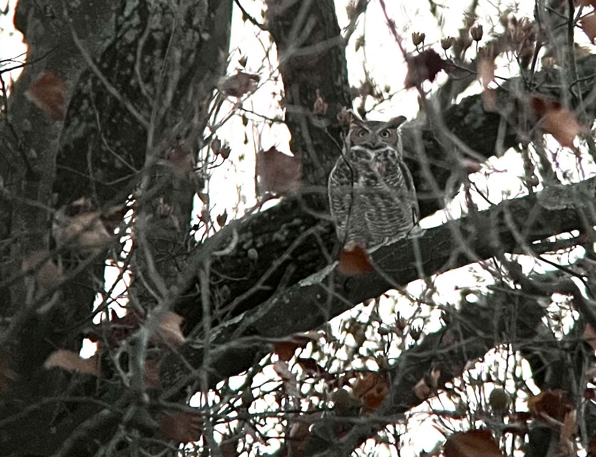 Great Horned Owl - ML627298941