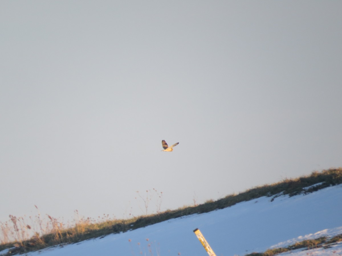Hibou des marais - ML627298968
