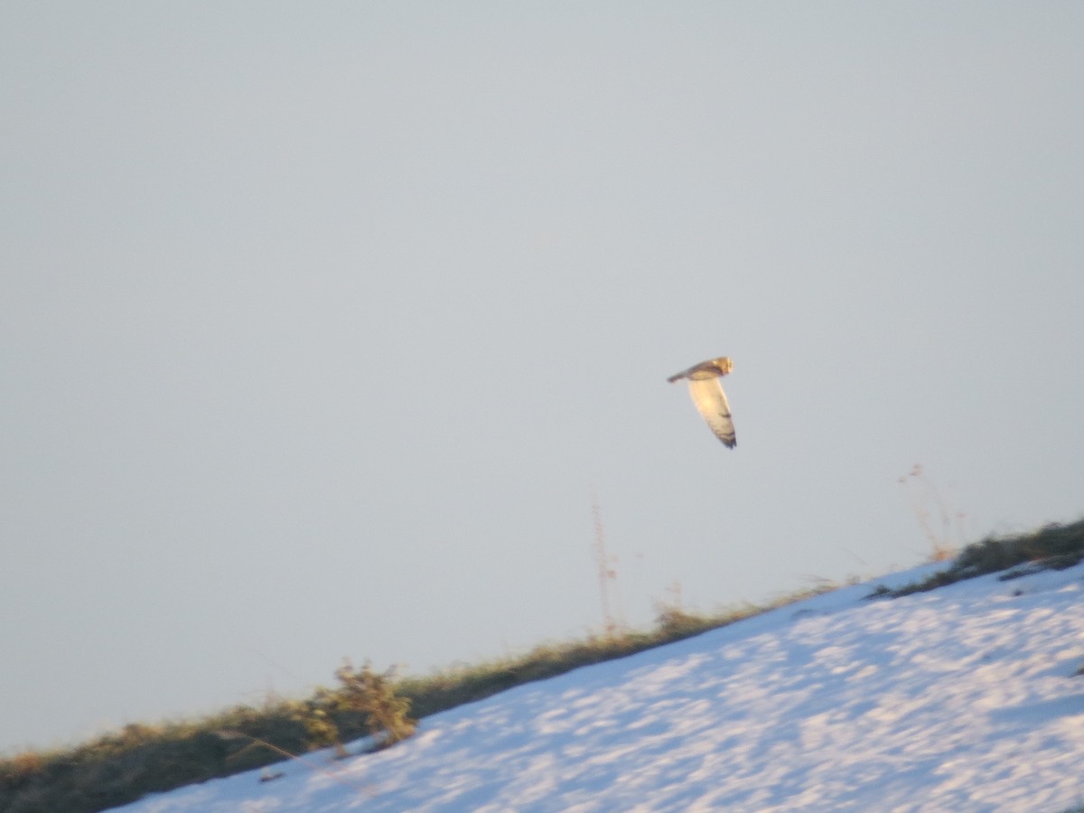 Hibou des marais - ML627298970