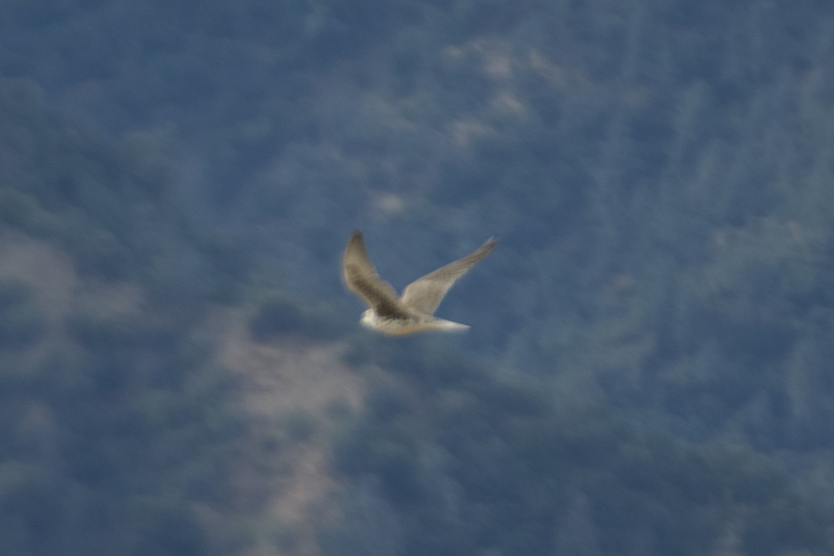 Prairie Falcon - ML627298972