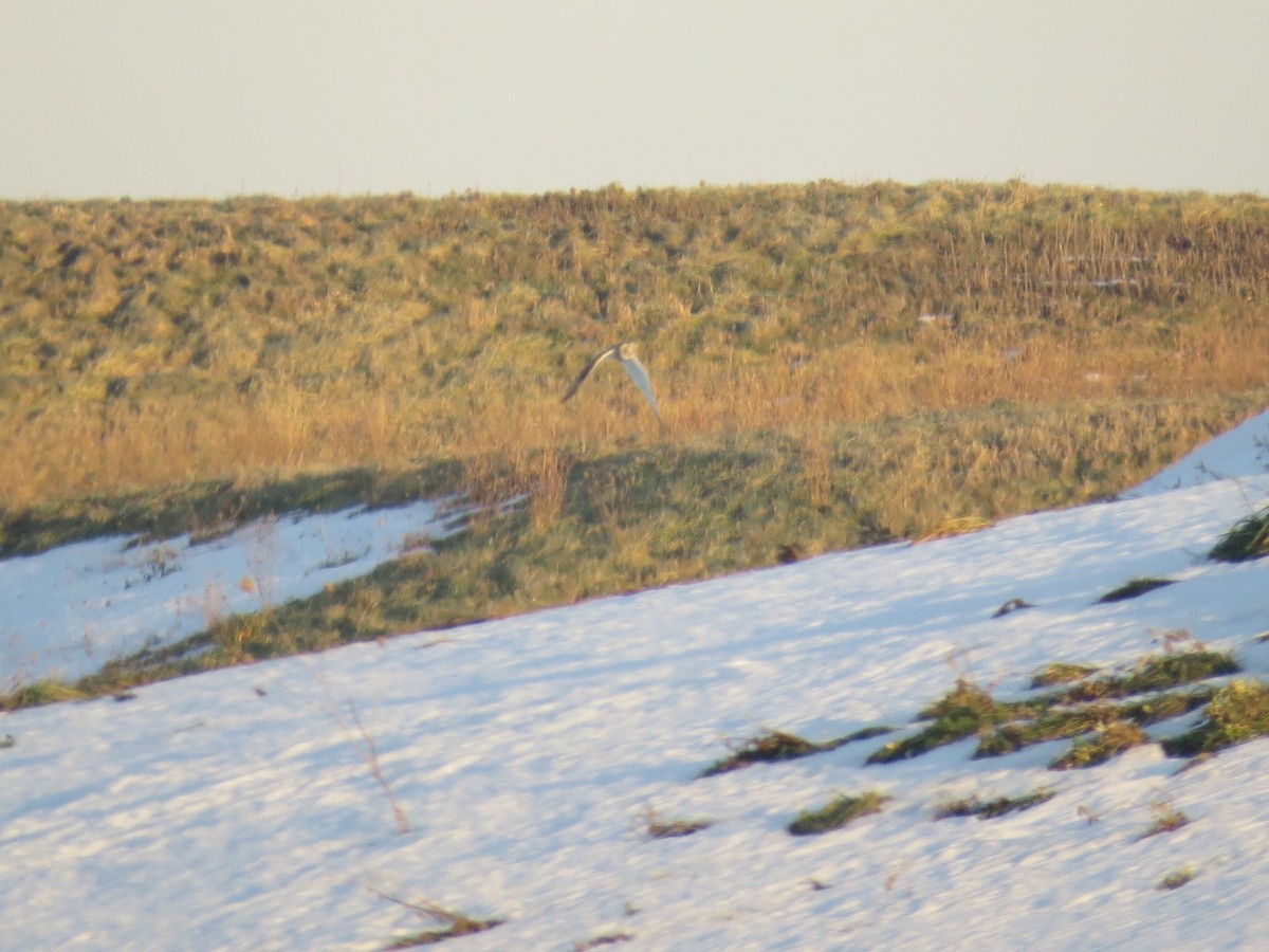 Hibou des marais - ML627298973