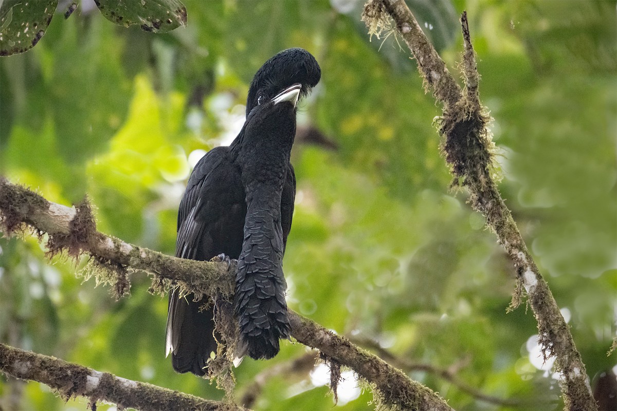 Long-wattled Umbrellabird - ML627299044