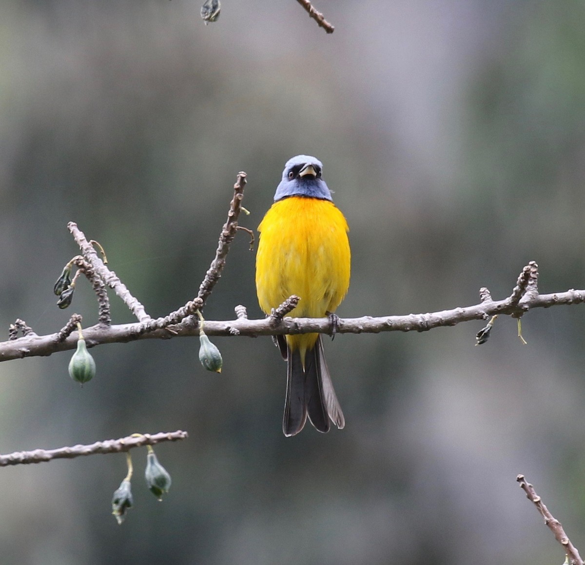 Blue-and-yellow Tanager - ML627299181