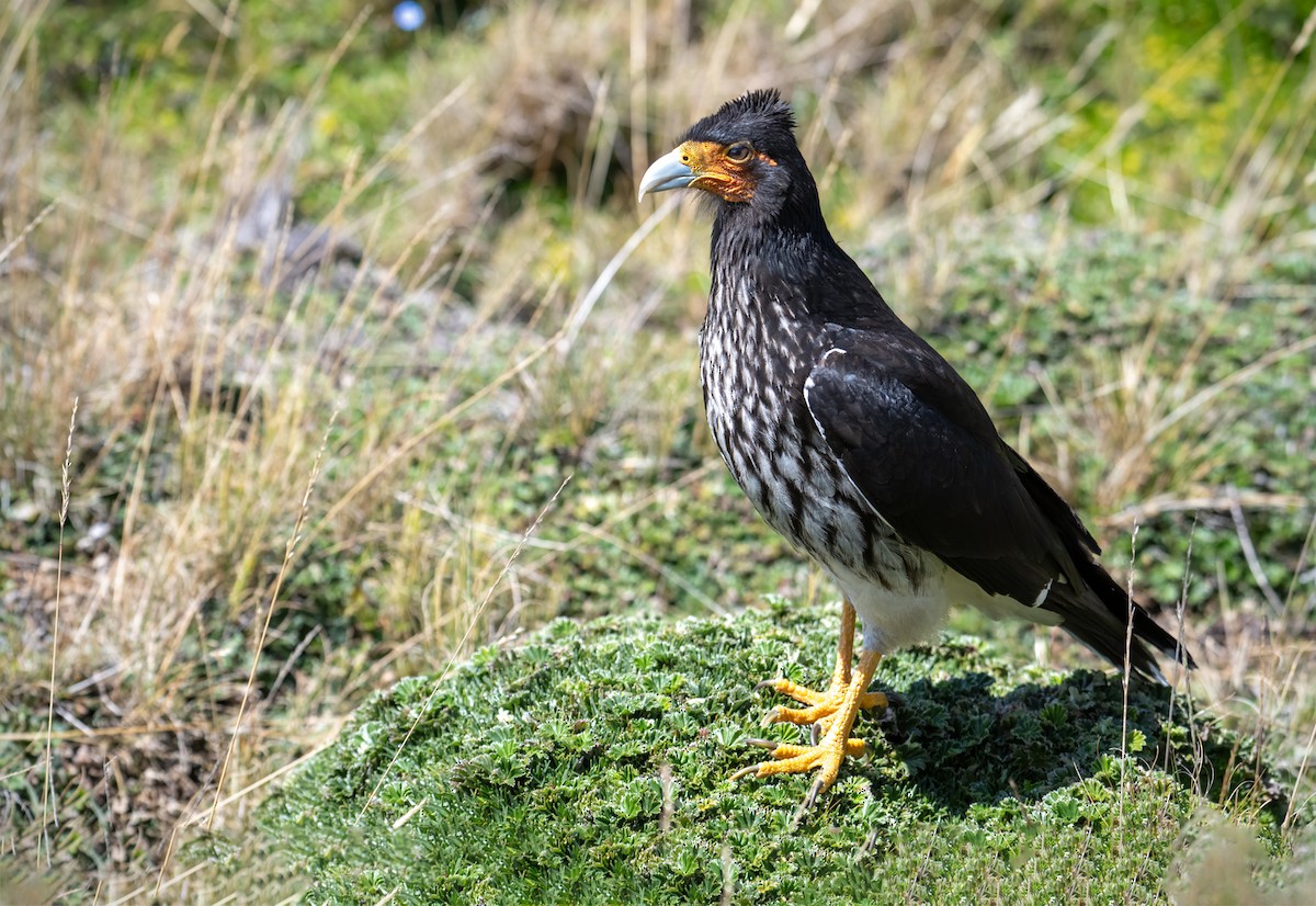 Carunculated Caracara - ML627299200