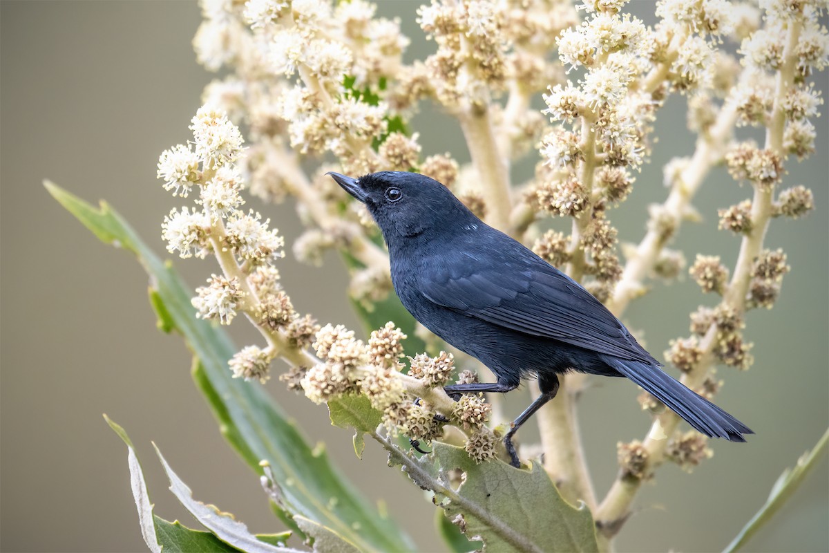 Black Flowerpiercer - ML627299256