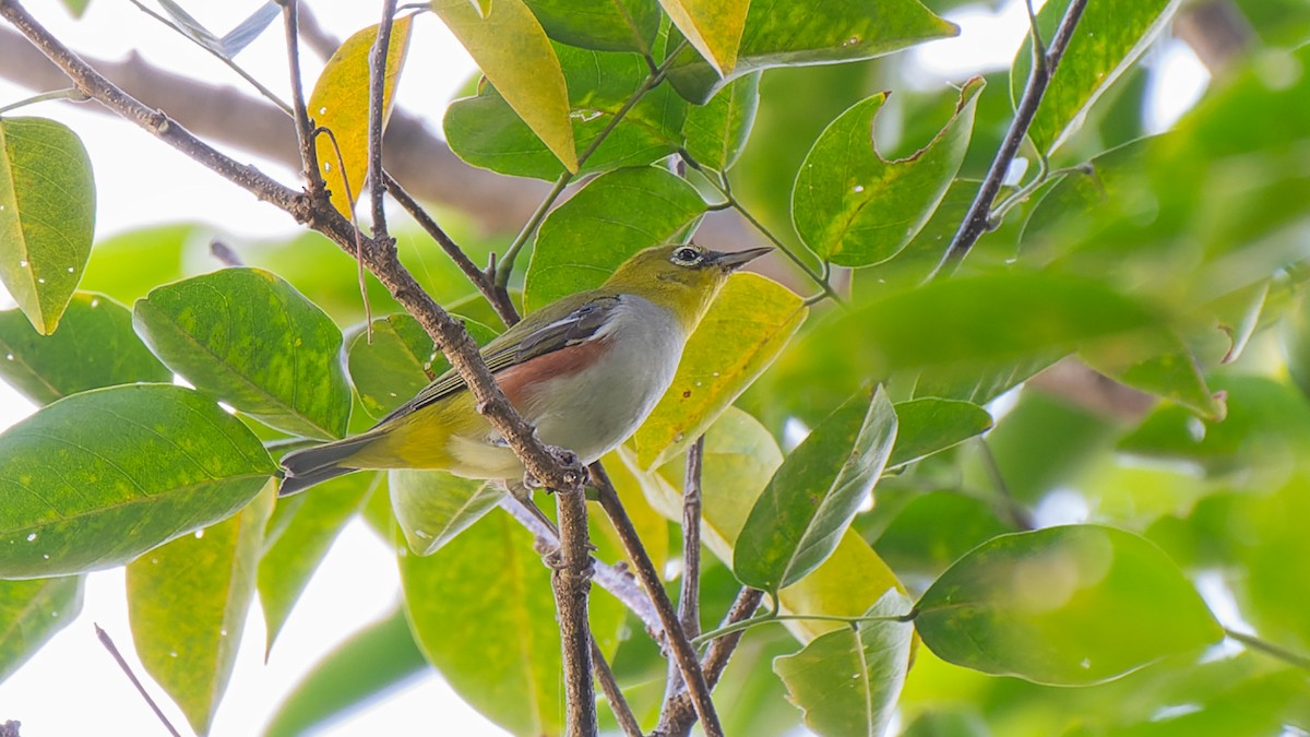 Chestnut-flanked White-eye - ML627299301