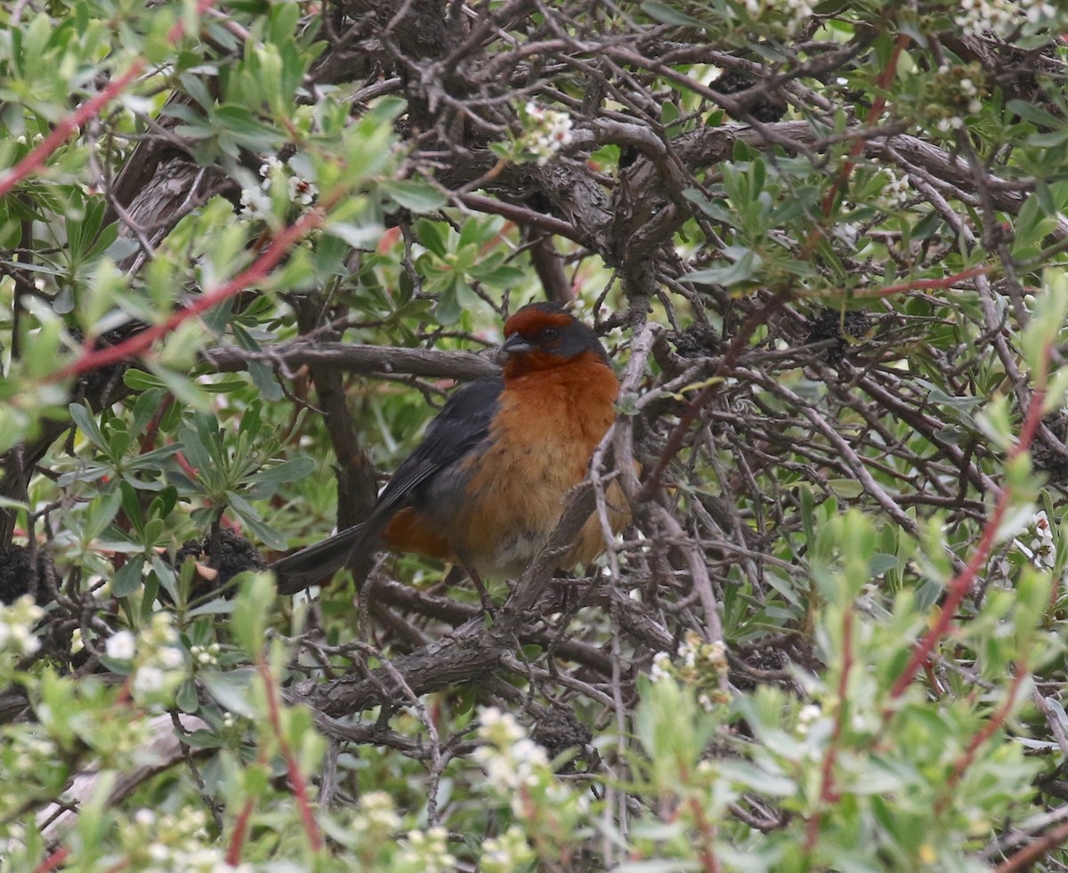 Cochabamba Mountain Finch - ML627299376