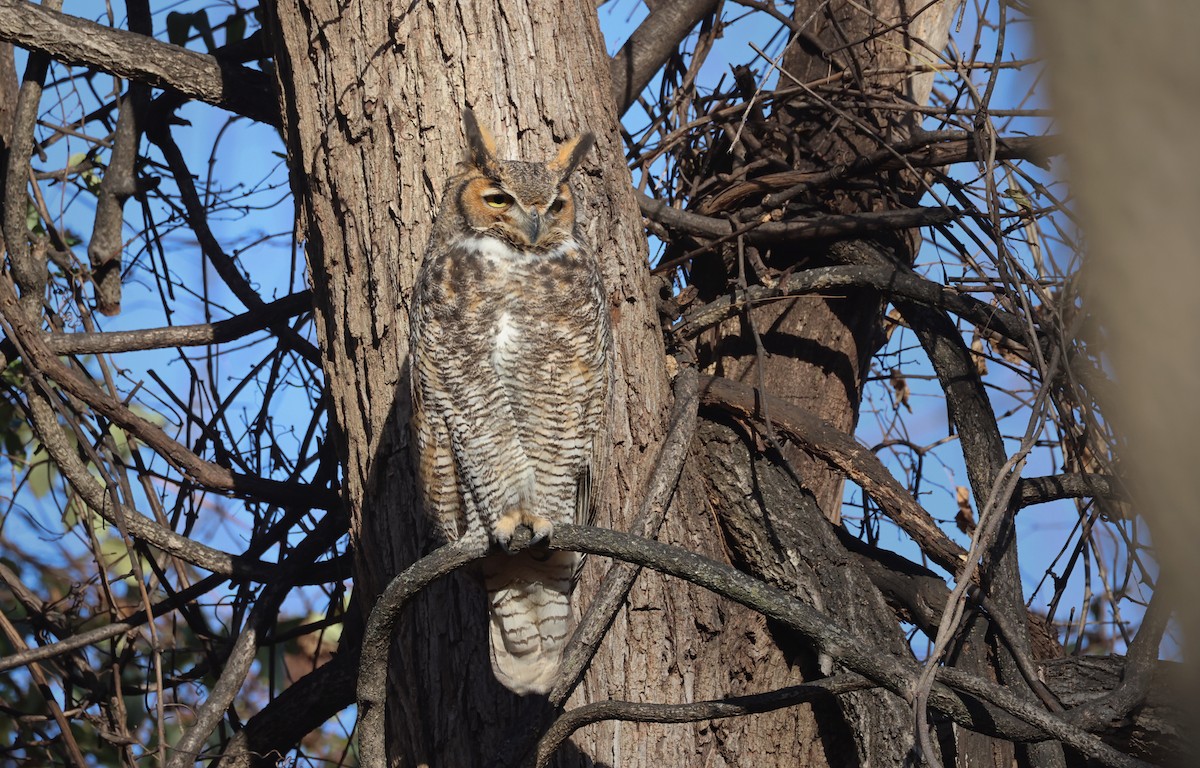 Great Horned Owl - ML627299414
