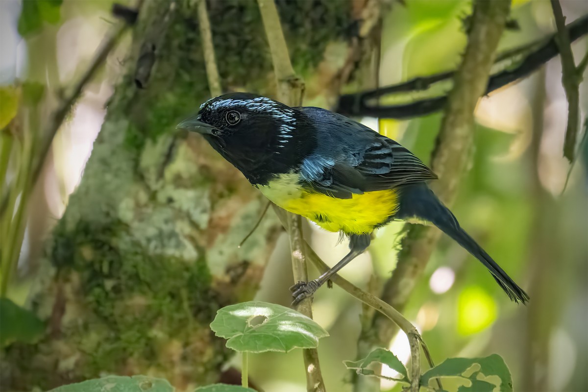 Buff-banded Mountain Tanager - ML627299522