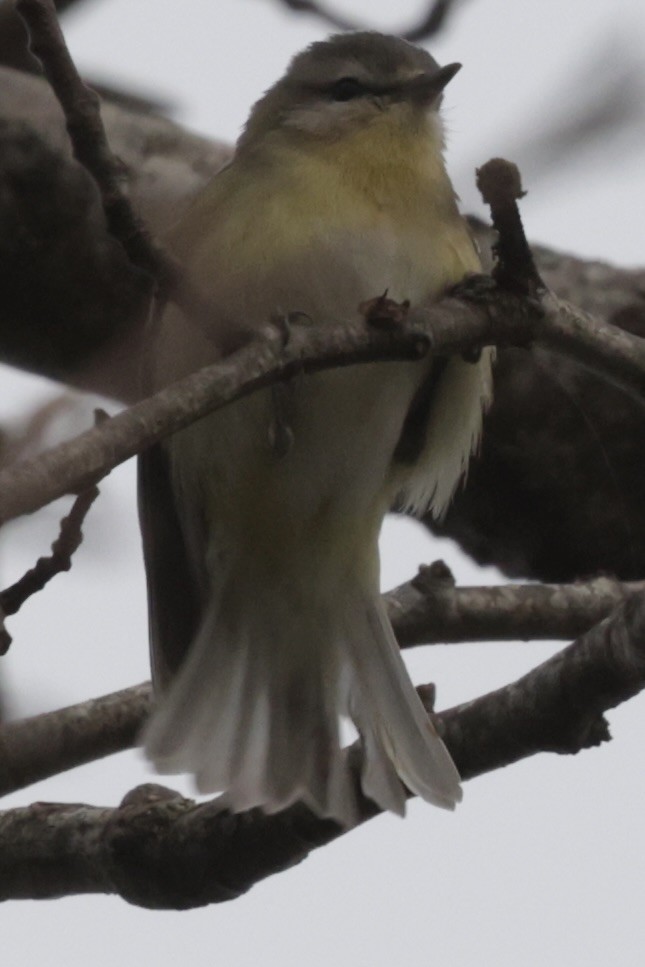 Philadelphia Vireo - ML627299530
