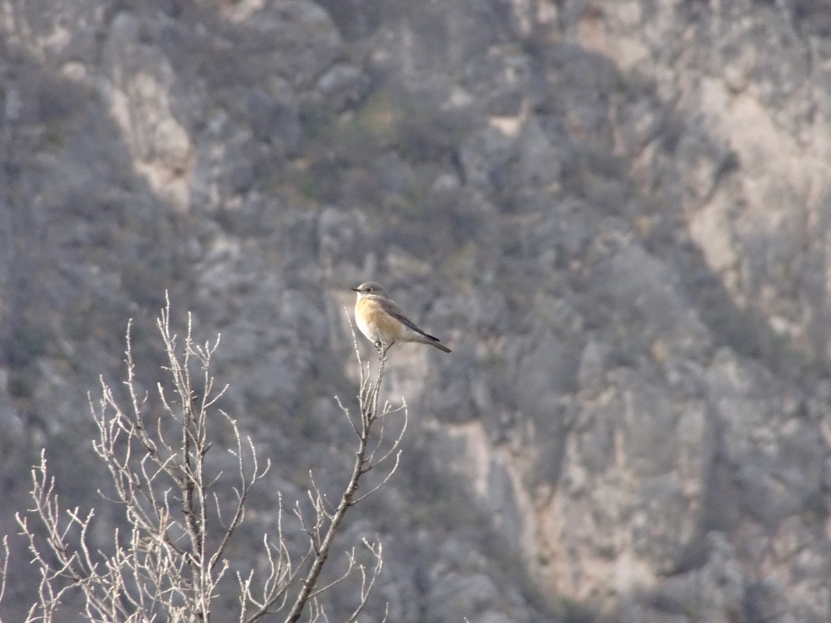 Western Bluebird - ML627299603
