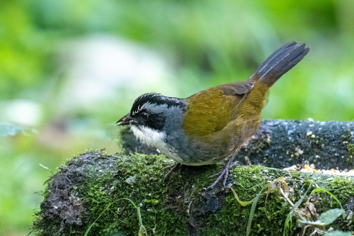 Gray-browed Brushfinch - ML627299720