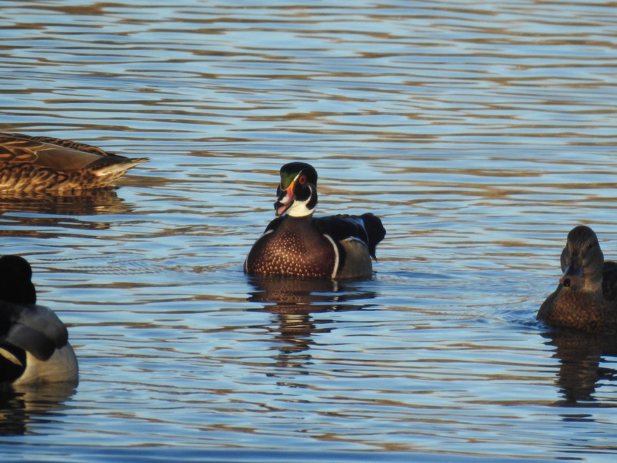 Wood Duck - ML627299744