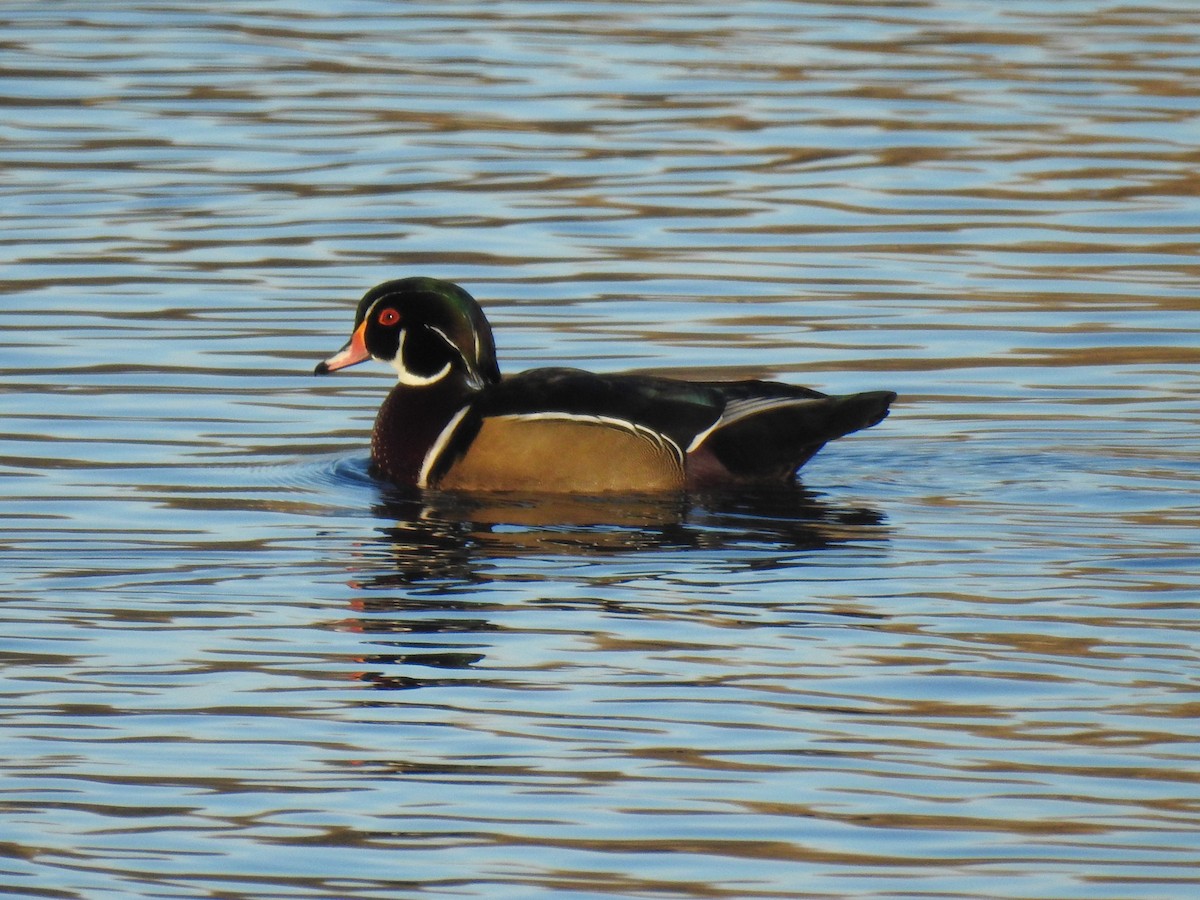 Wood Duck - ML627299745