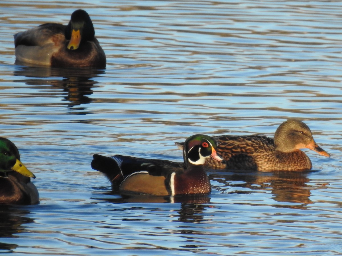 Wood Duck - ML627299746