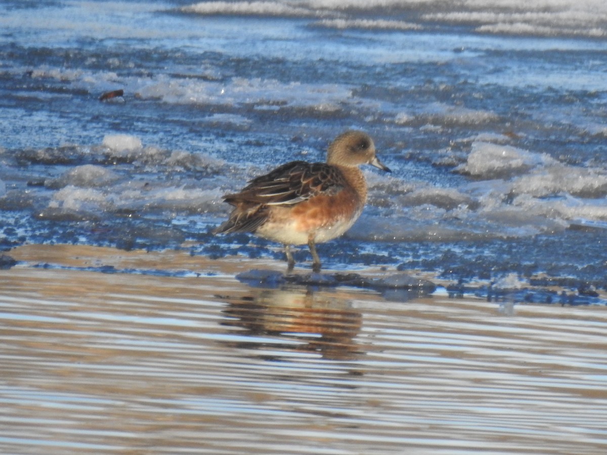 American Wigeon - ML627299747