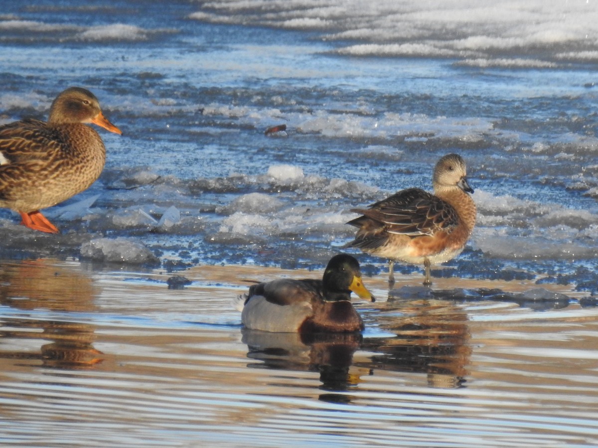 American Wigeon - ML627299748
