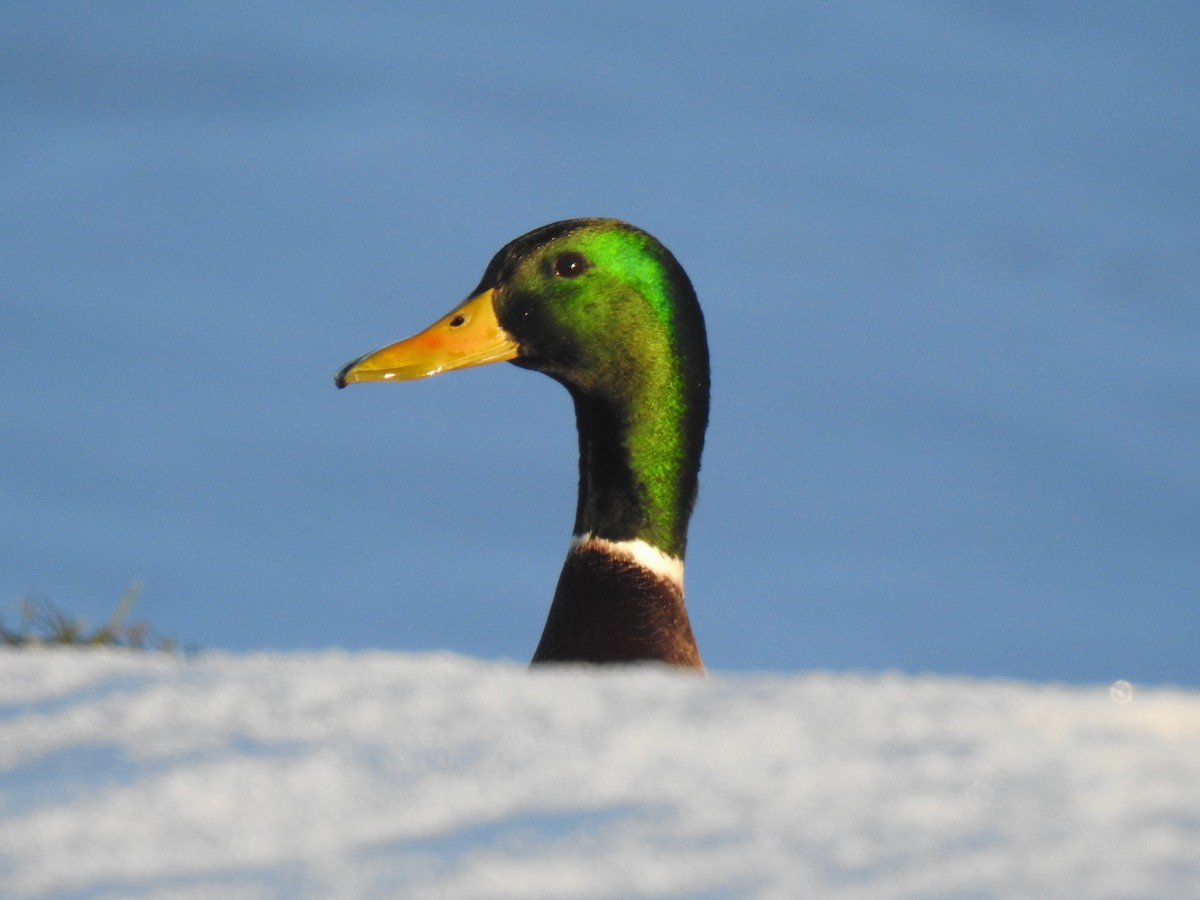 Mallard - ML627299749