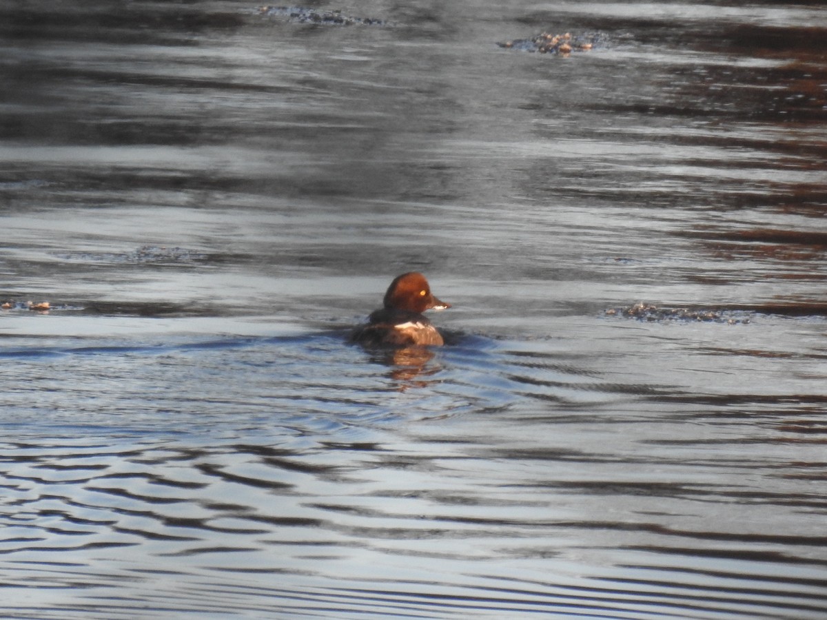 Common Goldeneye - ML627299750